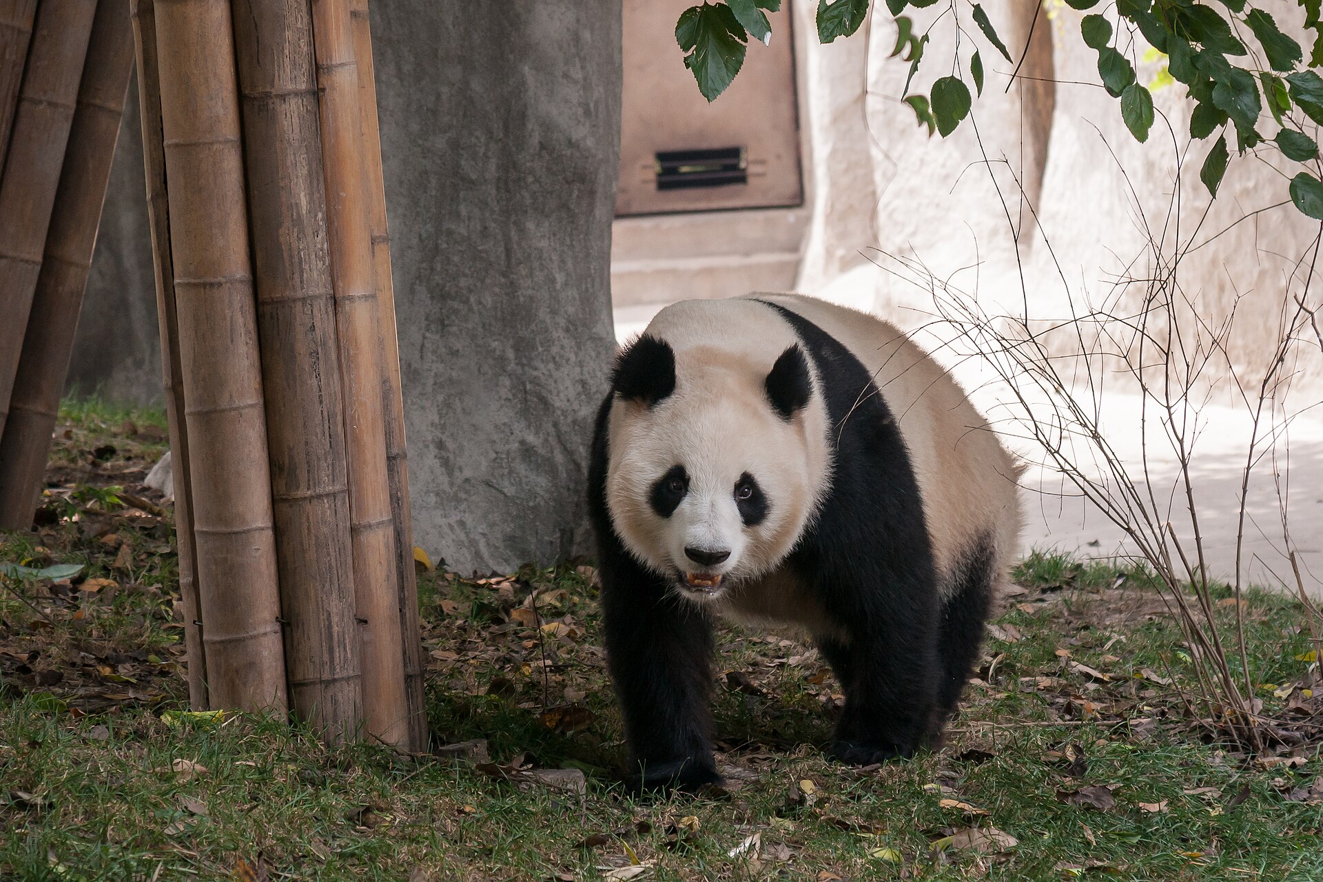 A giant panda walking through a wooded enclosure at Chengdu Research Base of Giant Panda Breeding in June 2009.